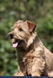 NORFOLK TERRIER 068